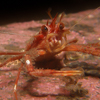 Squat lobster